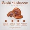 Reishi mushroom powder feature benefits