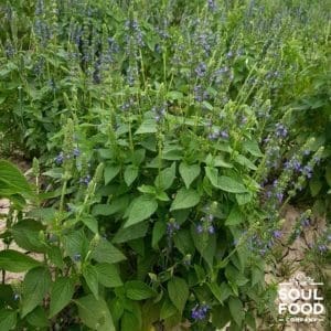 chia seeds growing in fields