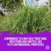 Lemongrass Benefit