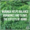 moringa tea benefit